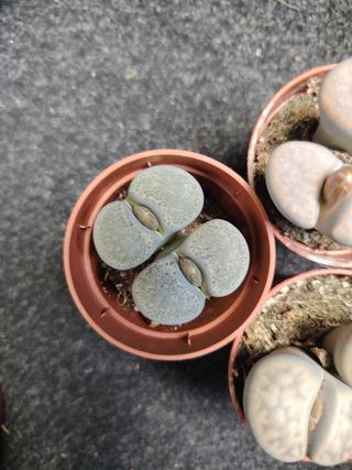 Lotto 3 Lithops in vasi da 5 cm 