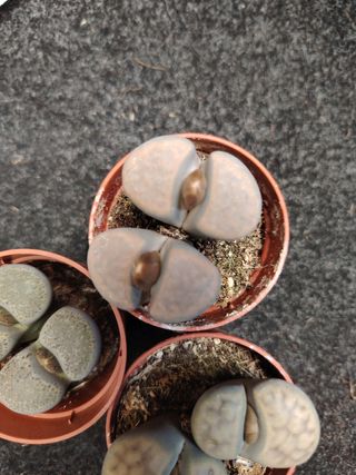 Lotto 3 Lithops in vasi da 5 cm 