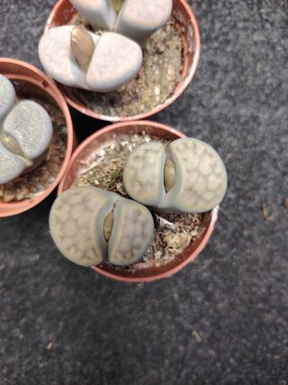 Lotto 3 Lithops in vasi da 5 cm 