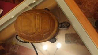 Lámpara tortuga decorativa