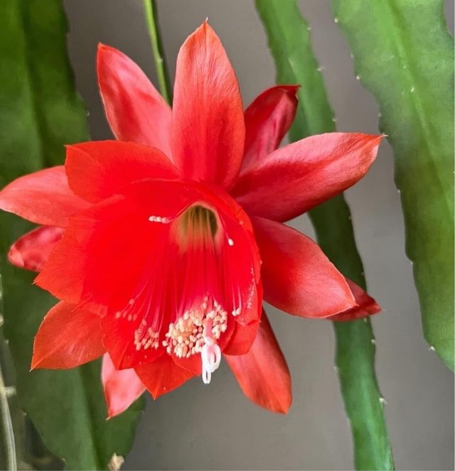 Epiphyllum Rosso Fiore Rosso