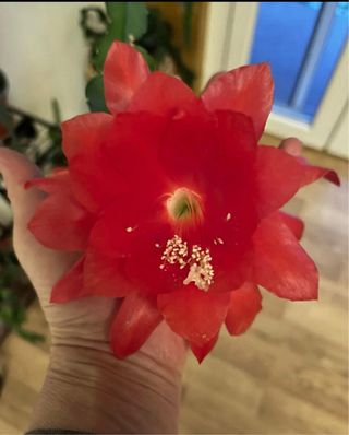 Epiphyllum Rosso Fiore Rosso