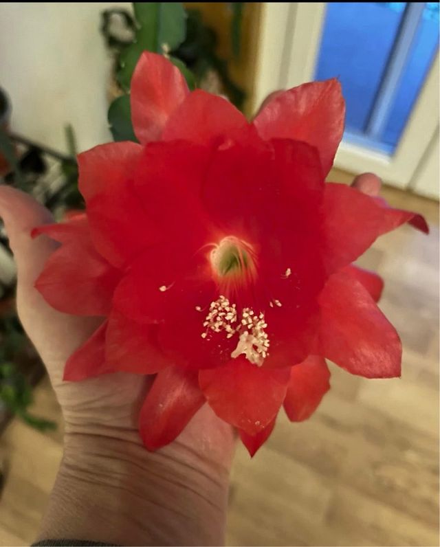 Epiphyllum Rosso Fiore Rosso