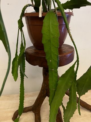 Epiphyllum Rosso Fiore Rosso