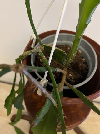 Epiphyllum Rosso Fiore Rosso