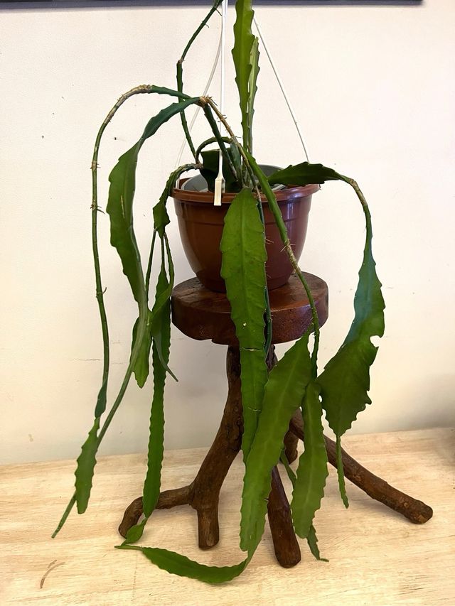 Epiphyllum Rosso Fiore Rosso