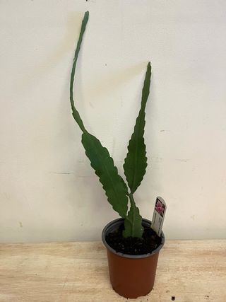 Epiphyllum Gitty Paetz