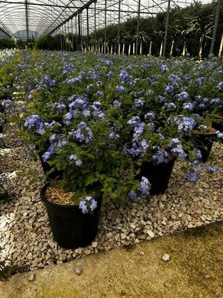 1 Gardenia Jasminoides radicans y un plumbago