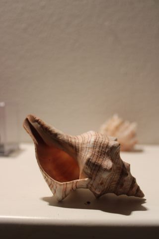 Conchiglia Marina Naturale | Famiglia Murice