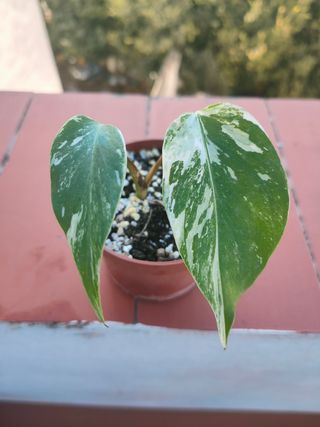 Monstera Variegata Planta