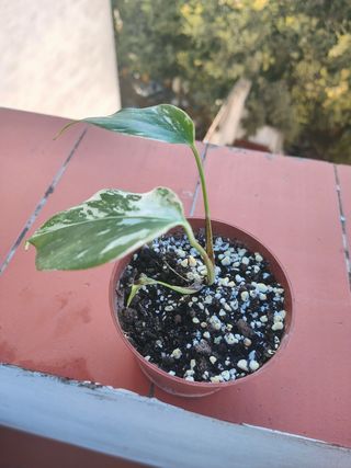 Monstera Variegata Planta