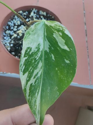 Monstera Variegata Planta