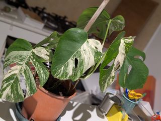 Monstera Deliciosa Albo Variegata