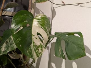 Monstera Deliciosa Albo Variegata