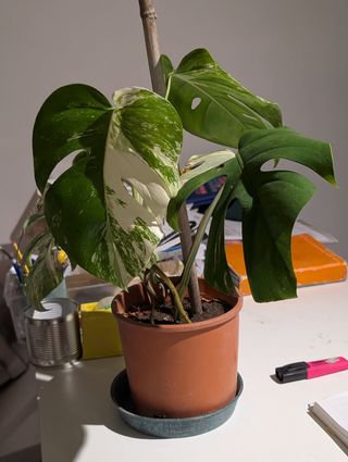 Monstera Deliciosa Albo Variegata
