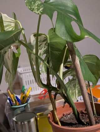 Monstera Deliciosa Albo Variegata