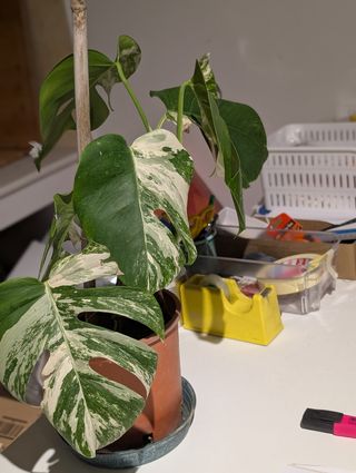Monstera Deliciosa Albo Variegata
