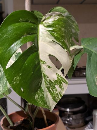 Monstera Deliciosa Albo Variegata