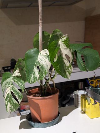 Monstera Deliciosa Albo Variegata