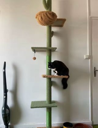 Rascador Gatos Cactus 229cm