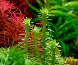 Lote de 15 plantas de acuario VARIADO INICIACION