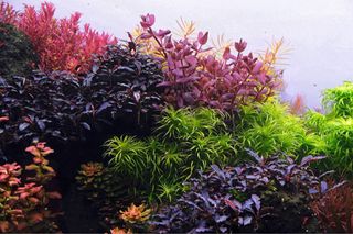 Lote de 15 plantas de acuario VARIADO INICIACION
