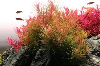 Lote de 15 plantas de acuario VARIADO INICIACION
