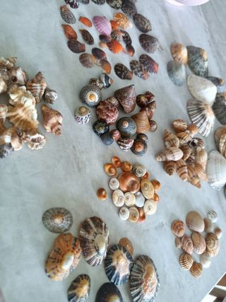 Conchiglie del Mar Cantabrico