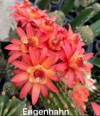 Cactus Hildewintera Hengenhahn Fiorito
