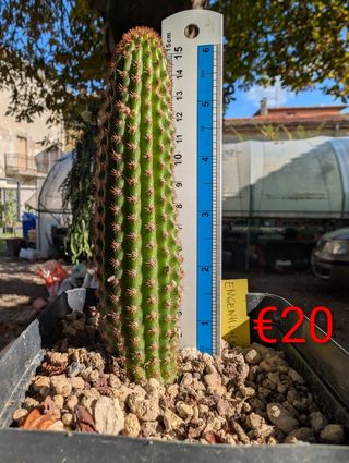 Cactus Hildewintera Hengenhahn Fiorito