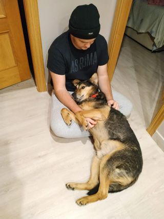 Cuidador perros/gatos