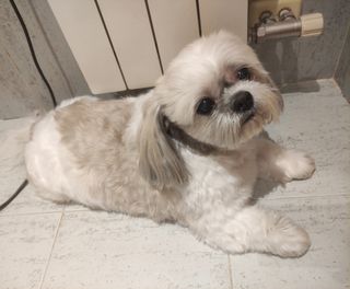 Cuidador perros/gatos