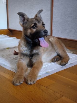 Cuidador perros/gatos