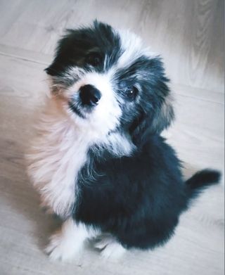 Cuidador perros/gatos