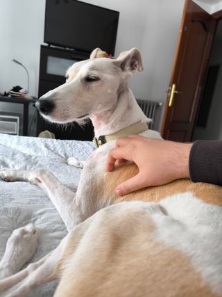 Cuidador perros/gatos