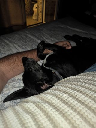 Cuidador perros/gatos