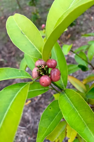 Glycosmis trifoliata. Lime berry / orange berry