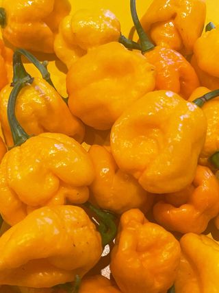 Peperoncino Trinidad Moruga Scorpion Giallo