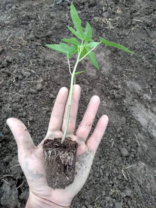 Planta de papaya joven.