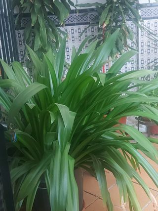 Planta grande y preciosa
Cada planta 45 euros 