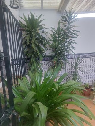 Planta grande y preciosa
Cada planta 45 euros 
