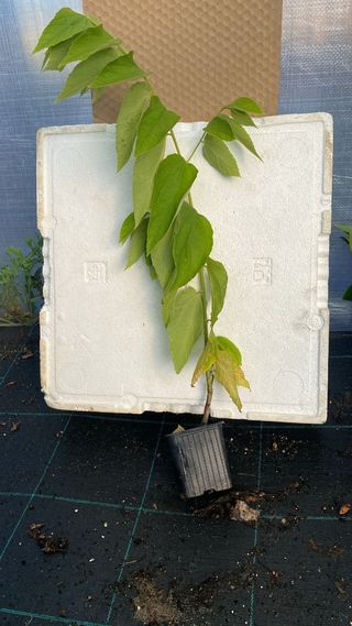 Planta Mutingia calabura, Coton Candy Berry