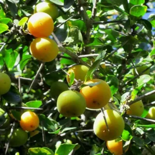 Dovyalis Caffra. Manzano Kei