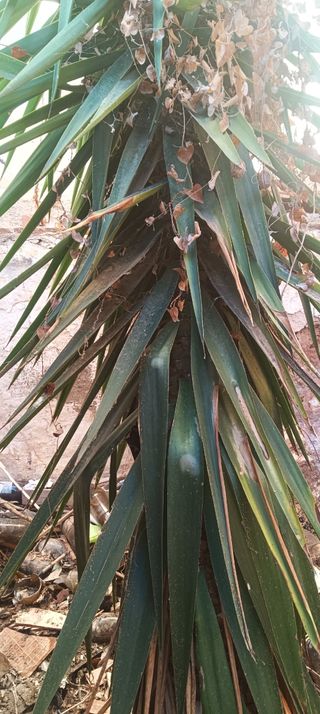 Planta Yuca