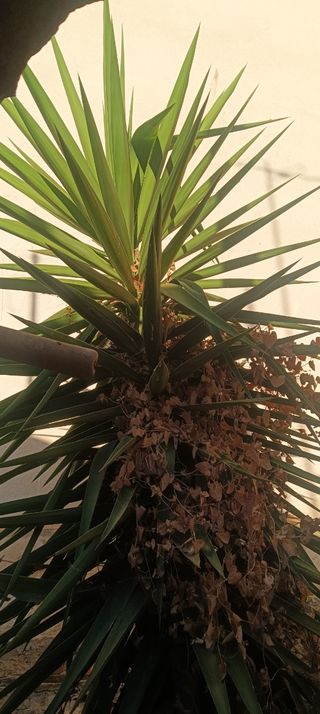 Planta Yuca