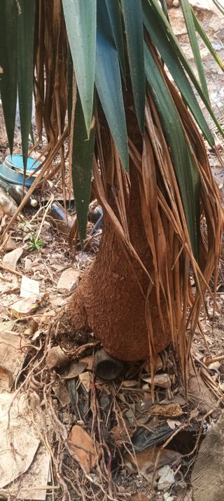 Planta Yuca