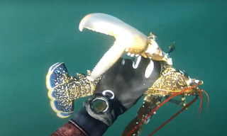 RELOJ Apnea, Pesca submarina, Buceo Marca DiVONEA