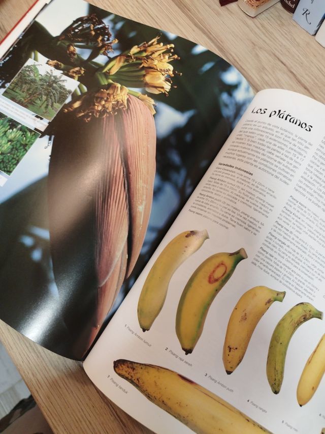 CULINARIA SUDESTE ASIATICO (Spanish Edition)