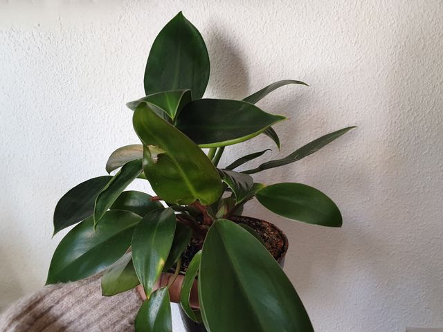 Philodendron basal planta