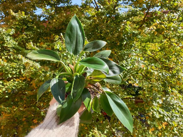 Philodendron basal planta